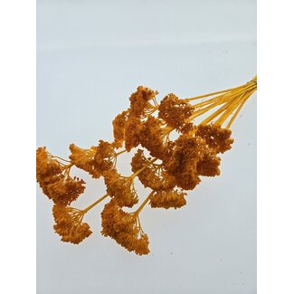 Casa Alegria Orange bleached Achillea Filipendulina dried flowers | Length ± 65 centimetres | Weight ± 100 grams