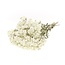 White Anaphalis dried flowers | Length ± 45 centimetres | Weight ± 100 grams