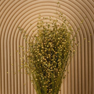 Dutch Dried Naturel bruine Linum - Vlas droogbloemen | Lengte ± 55 centimeter | Gewicht ± 150 gram