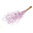 Lila Curly Ting Ting Trockenblumen | Länge ± 60 Zentimeter | Gewicht ± 100 Gramm