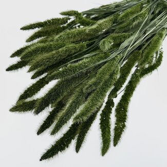 Dutch Dried Dark green Setarea dried flowers | Length ± 70 centimetres | Weight ± 150 grams