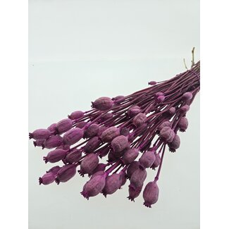 Dutch Dried Fuchsia purple Papaver Somniferum dried flowers | Length ± 65 centimetres | Weight ± 200 grams