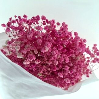 Dutch Dried Pink Gypsophila dried flowers | Preserved Baby's Breath | Length ± 65 centimetres | Per 100 grams
