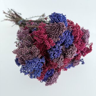 MyFlowers Boeket rijstbloemen Rosa | Paars Roze mix | Lengte ± 70 centimeter