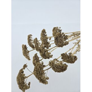 Dutch Dried Golden Achillea Filipendulina dried flowers | Length ± 65 centimetres | Weight ± 100 grams