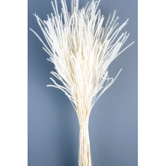 Casa Alegria White bleached Ouro dried flowers | Length ± 60 centimetres | Weight ± 50 grams