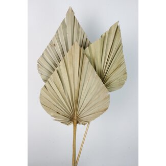 Casa Alegria Natural Palm Spear Giant | Length ± 50 centimetres | Per 3 stems