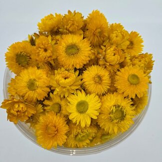 Dutch Dried Heads Yellow Helichrysum - Strawflowers | In resealable bucket | Weight ± 100 grams