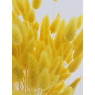 Dolce Vita Gele Lagurus droogbloemen | Lengte ± 65 centimeter | Gewicht ± 100 gram
