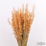 Frosted Orange Avena Oat dried flowers | Length ± 70 centimetres | Weight 150 grams