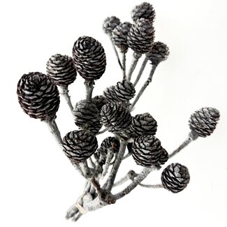 Dutch Dried Grey Muirii dried flowers | Length ± 20 centimetres | Weight ± 50 grams