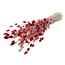 Bouquet of dried flowers Phalaris Lady Mix |  | Length ± 65 centimetres | Weight ± 175 grams