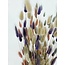 Boeket droogbloemen Lagurus Pastel Mix |  | Lengte ± 65 centimeter | Gewicht ± 100 gram