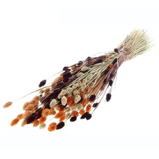 MyFlowers Bouquet of dried flowers Phalaris Terra Mix |  | Length ± 65 centimetres | Weight ± 175 grams