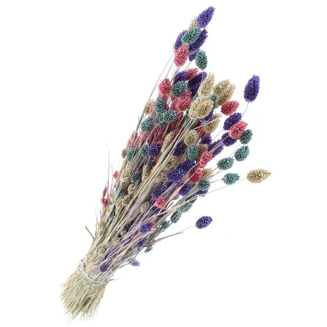 Bouquet de fleurs séchées Phalaris Pastel Mix |  | Longueur ± 65 centimètres | Poids ± 175 grammes