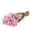 Pink natural Rhodanthe dried flowers | Length ± 45 centimetres | ± 35 flowers per bunch