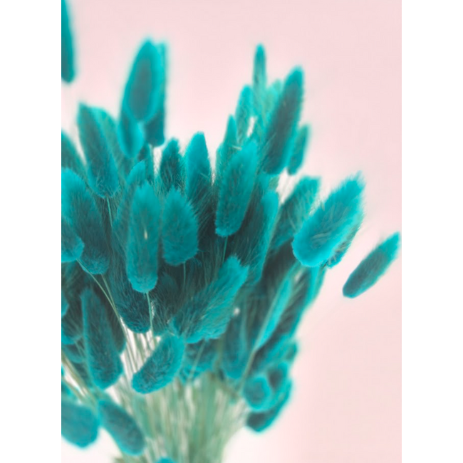 Petrol Lagurus droogbloemen | Lengte ± 65 centimeter | Gewicht ± 100 gram