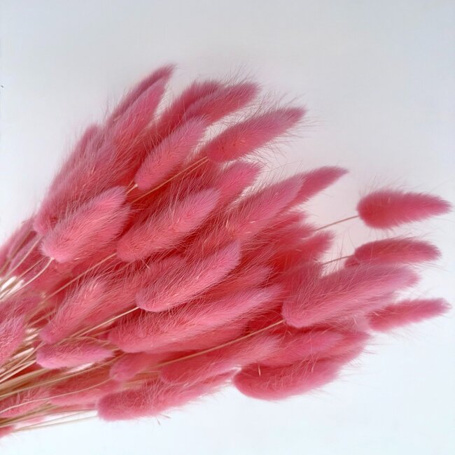Pink Lagurus dried flowers | Length ± 65 centimetres | Weight ± 100 grams