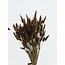 Brown Lagurus dried flowers | Length ± 65 centimetres | Weight ± 100 grams