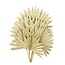 Naturelle Palm Sun takken | Lengte ± 55 centimeter | Per 5 takken