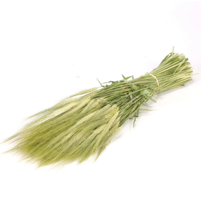 Natural green Hordeum dried flowers | Length ± 70 centimetres | Weight ± 175 grams