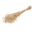 Naturelle Curly Ting Ting fleurs séchées | Longueur ± 60 centimètres | Poids ± 100 grammes