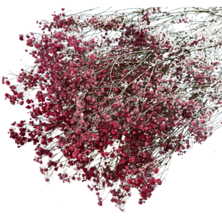 Dutch Dried Romantic Red Gypsophila dried flowers | Dried Baby's Breath | Length ± 60 centimetres | Per 5 stems