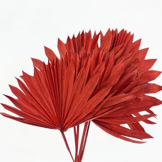 Dutch Dried Red Palm Leaf Sun | Length ± 45 centimetres | Weight ± 90 grams | Per 5 stems