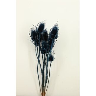 Dutch Dried Dark Blue Cardistella Thistles Dried Flowers | Length ± 60 centimetres | Per 10 stems