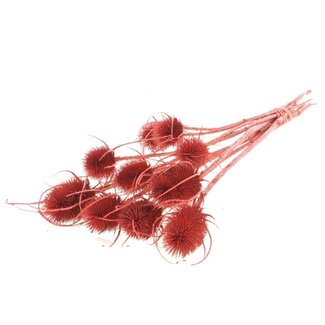 Dutch Dried Rote Cardistella Disteln Trockenblumen | Länge ± 60 Zentimeter | Pro 10 Zweige