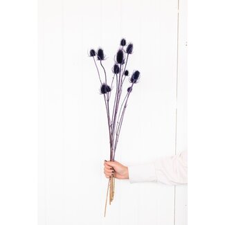 Dutch Dried Purple Cardistella Thistles dried flowers | Length ± 60 centimetres | Per 10 stems