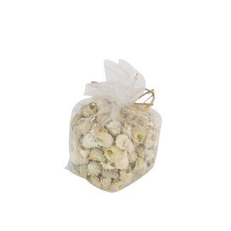 4A Astrea Calcar Schelpen | Kleur: Crèmekleurig | Per 750 gram schelpen