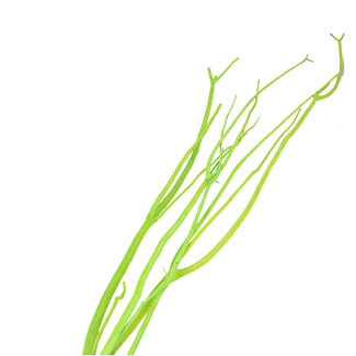 4A Gedroogde Mitsumata vlok Takken | Kleur: Appelgroen | Droogdecoratie | Lengte ± 115 centimeter | 3 takken per bos | Per bos