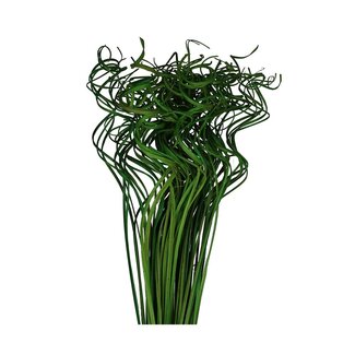4A Gedroogd Palmblad Nerf | Curly Ting Ting | Kleur: Appelgroen | Droogdecoratie | Lengte ± 70 centimeter | Gewicht 200 gram | Per bos