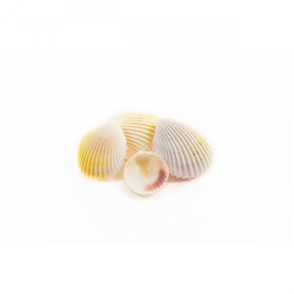 4A Cockle Shells | Colour: Natural White | Per kilo shells
