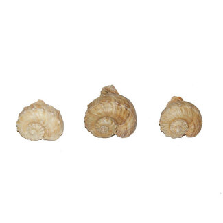 4A Chirater Schelpen | Kleur: Crèmekleurig | Per kilo schelpen