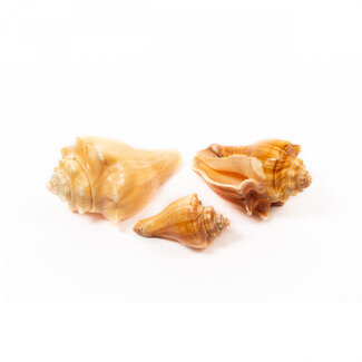 4A Rote Mulli Muscheln | Farbe: Hellbraun | Pro Kilo Muscheln