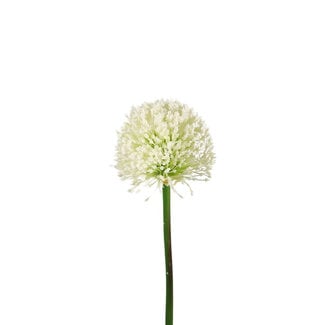 4A Allium Kunstblume | Farbe: Cremefarben | Zierlauch Kunstblumen | Länge ± 62 Zentimeter | Pro 6 Kunstblumen