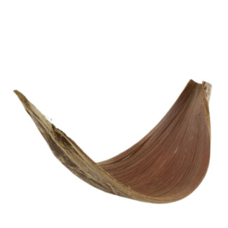 4A Dried Fruit Galara large | Colour: Brown | Length 60 centimetres | Per piece