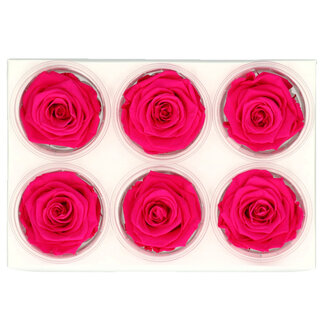 4A Konservierte Rose | Farbe: Rosa | Trockenblumendekoration | Durchmesser 6 Zentimeter | Pro 6 Rosen