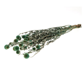 4A Konservierte Echinops Kugeldistel | Farbe: Grün | Trockenblume | Länge ± 60 Zentimeter | Pro Bund