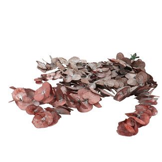 4A Konservierter Eukalyptus Cinerea | Farbe: Rot | Trockenblumendekoration | Länge ± 60 Zentimeter | Pro Bund
