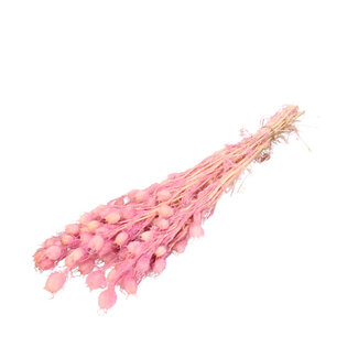 4A Gepreserveerde Nigella | Kleur: Lichtroze | Droogdecoratie | Lengte ± 55 centimeter | Per bos