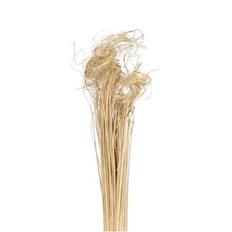 4A Dried Palm Leaf Vein | Curly Ting Ting | Colour: Natural White | Dried Decoration | Length ± 70 centimetres | Weight 200 grams | Per bunch