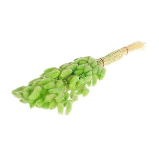 4A Droogbloem Lagurus 55cm | Kleur: Mint | Per stuk