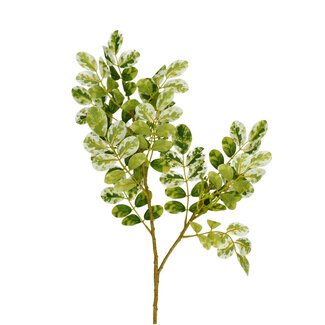 4A Ficus Tak Kunstgroen | Kleur: Groen | Lengte ± 70 centimeter | Per 10 takken