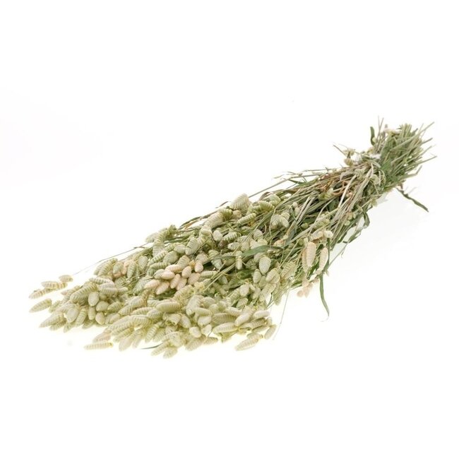Natural green Briza Maxima dried flowers | Length ± 65 centimetres | Weight ± 100 grams