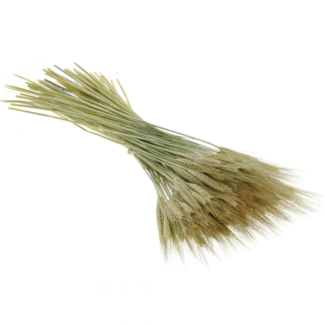 Dutch Dried Natural green Triticale dried flowers | Length ± 70 centimetres | Weight ± 200 grams