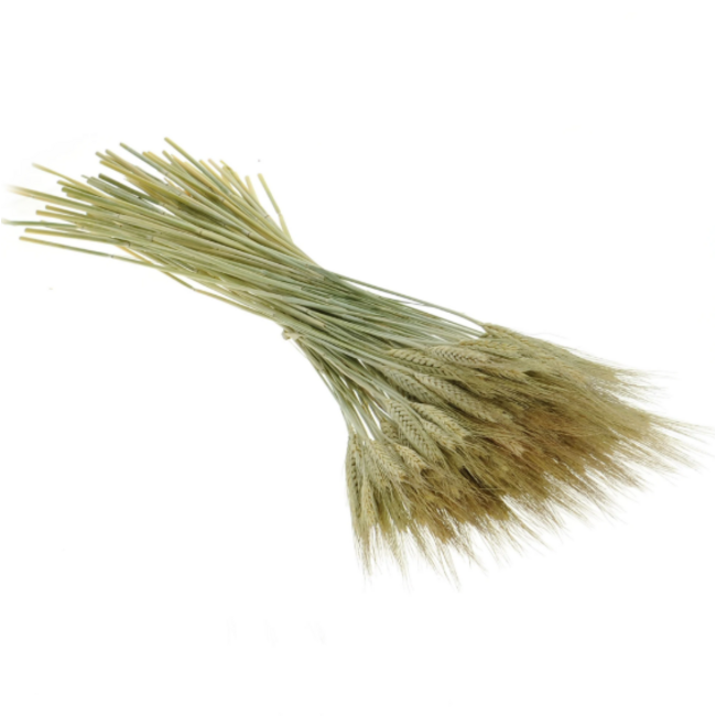 Natural green Triticale dried flowers | Length ± 70 centimetres | Weight ± 200 grams