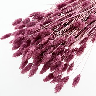 Casa Alegria Phalaris séchées rose foncé violet | Longueur ± 65 centimètres | Poids ± 150 grammes